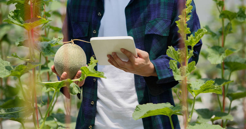LoRaWAN: Revolutionizing Agriculture with Wireless Technology